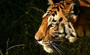 I Found Out These 8 Incredible Facts Of Bengal Tigers Of India's National Parks That Will Blow Your Mind