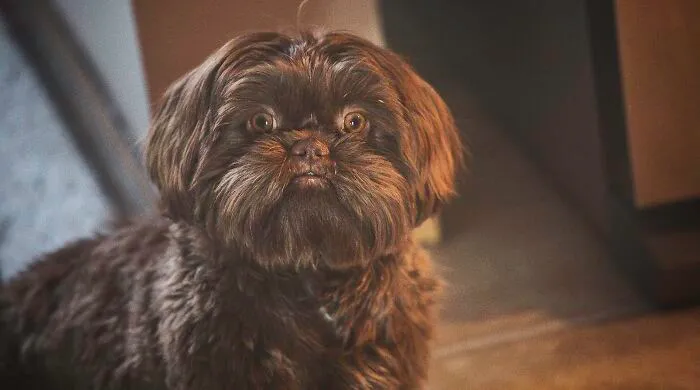 "Chicken...did You Say Chicken?" Boomer, 7 Months Old, Born On The 4th Of July