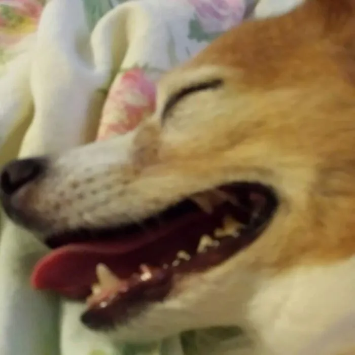 Sweet Dreamer