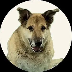 Hunny The Dog