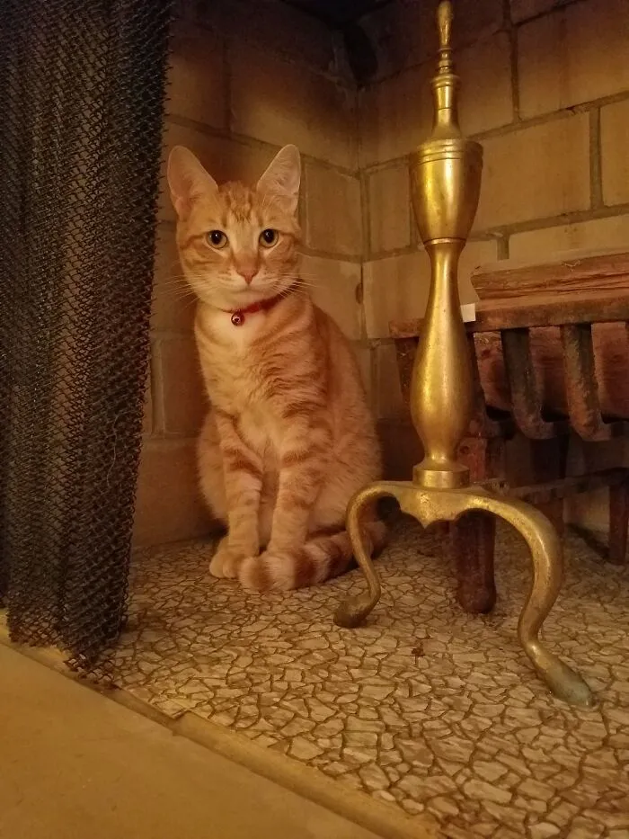 Ginger Boy Tookie