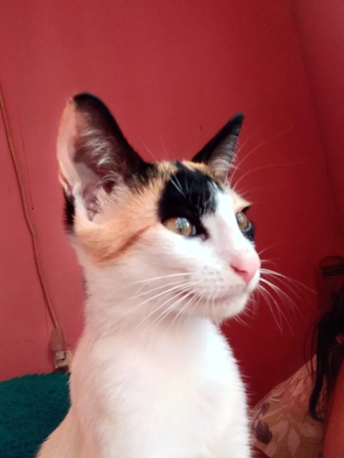My Pretty Cleo
