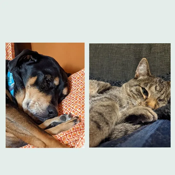My Dog And My Cat Like To Nap Cuddling Their Back Legs With Their Front Legs