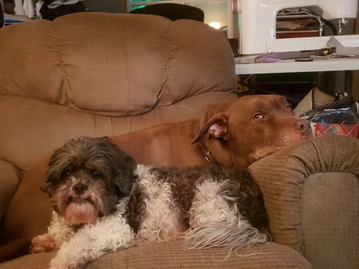 My Boys