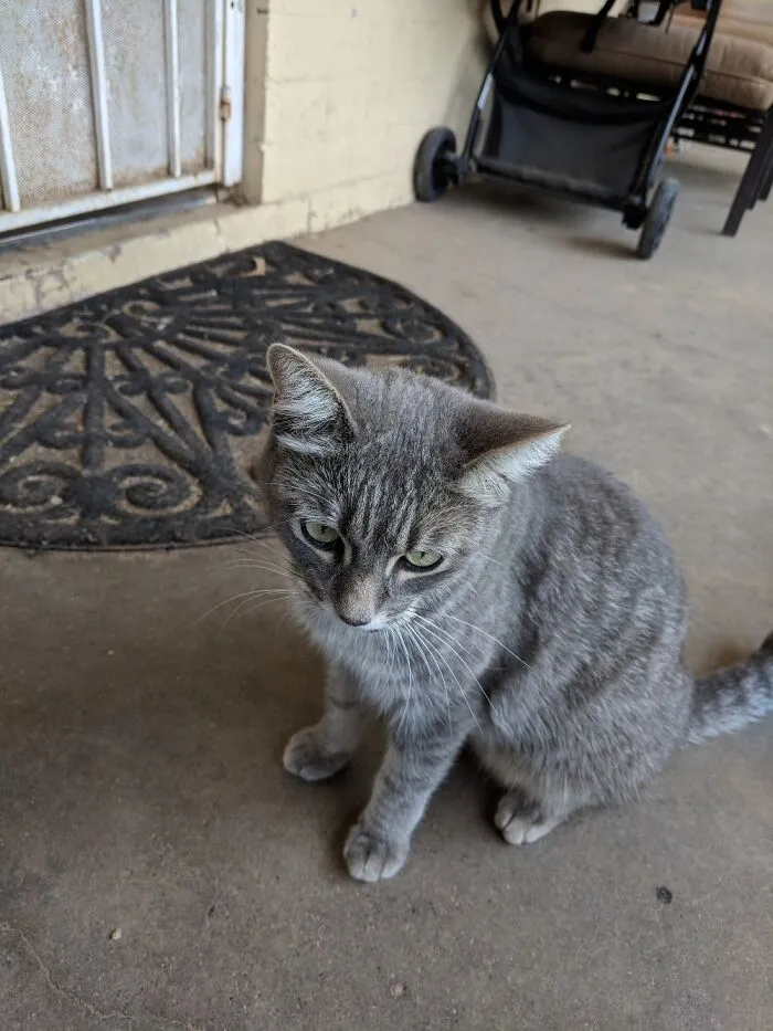My Neighbors Cat