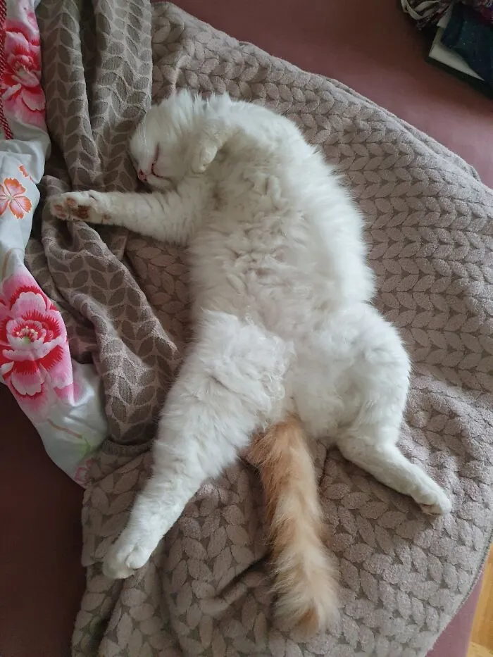 He Always Sleeps Like This :-)