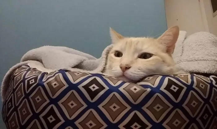 Luke Skywalker In His Bed!