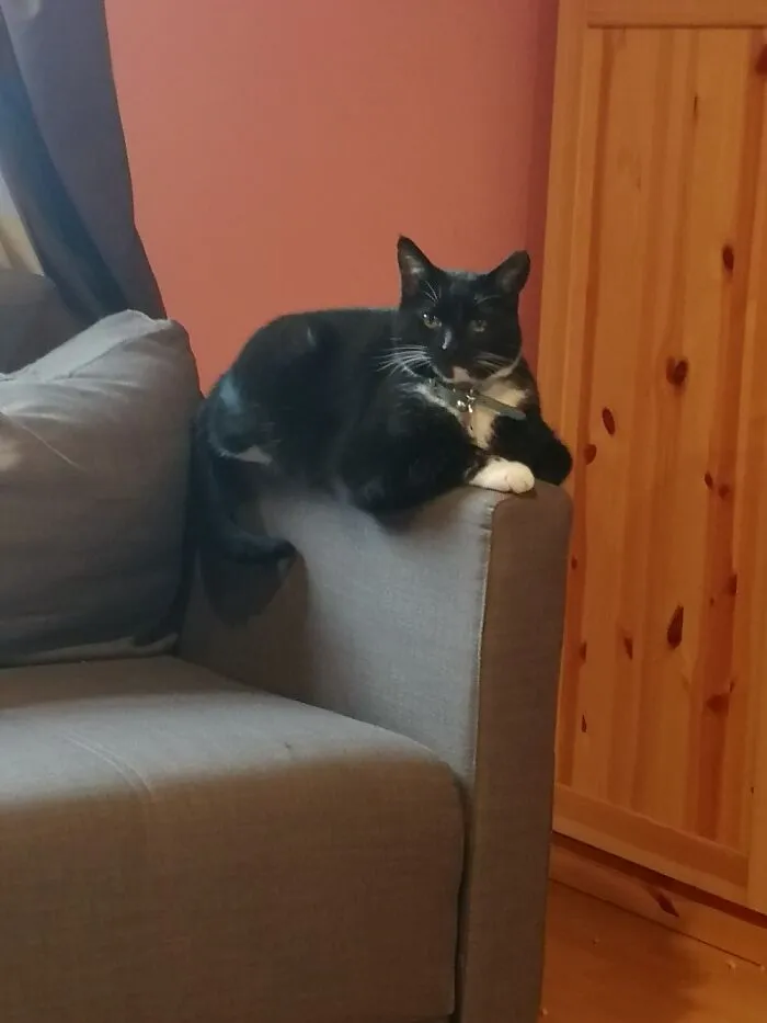 It's A Serious Business, Being A Cat...