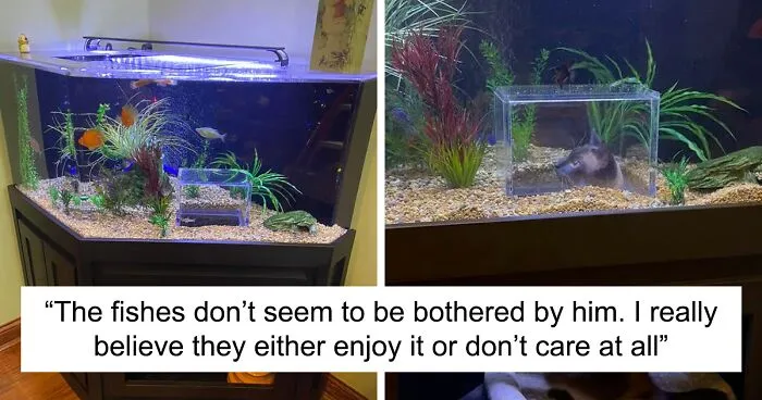 This Cat Received His Very Own Custom-Made Aquarium That Allows Him To Safely Watch And Interact With Fish