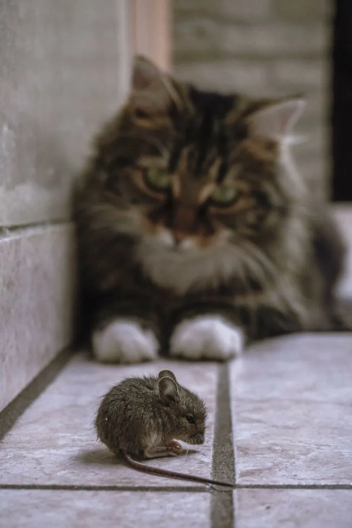 'Did You Know': 30 Facts About Cats That You Might Not Have Heard Of