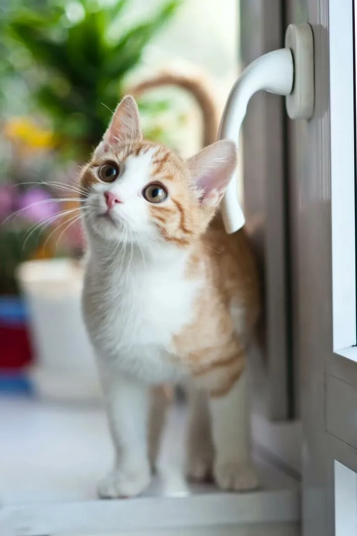 20 Datos sobre gatos que quizás nunca habías escuchado