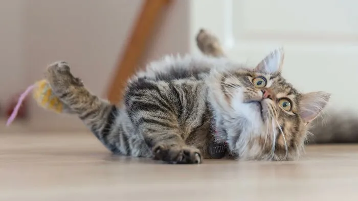 'Did You Know': 30 Facts About Cats That You Might Not Have Heard Of