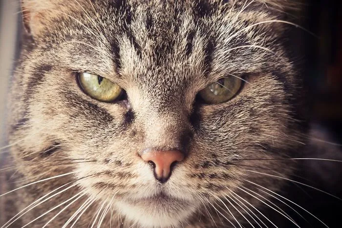 20 Datos sobre gatos que quizás nunca habías escuchado
