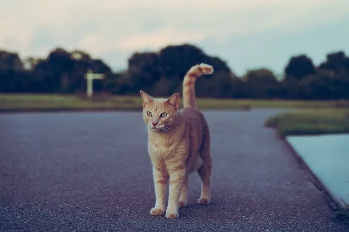 'Did You Know': 30 Facts About Cats That You Might Not Have Heard Of