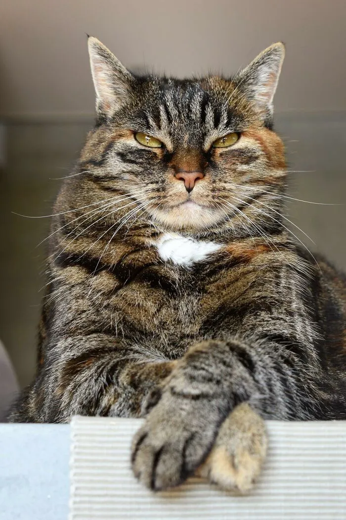 'Did You Know': 30 Facts About Cats That You Might Not Have Heard Of
