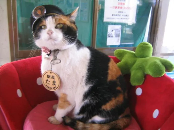 20 Datos sobre gatos que quizás nunca habías escuchado