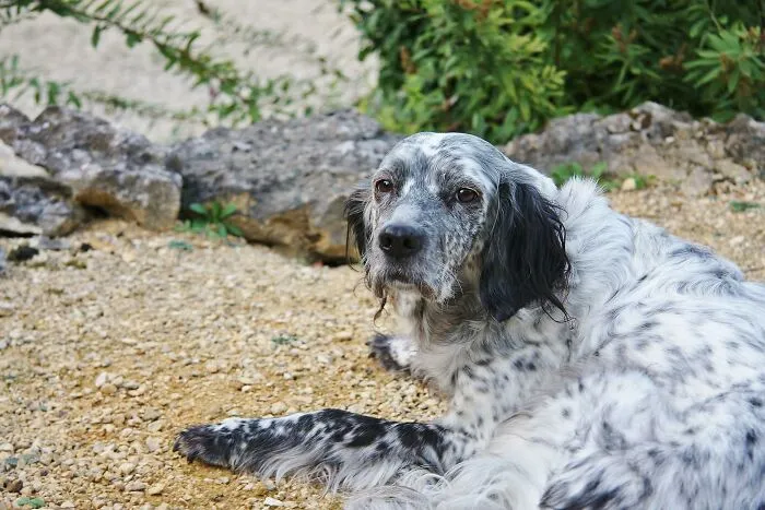 14 Heartwarming Instances Of Rescue Dogs Building Trust With Their Humans, Shared In This Online Thread