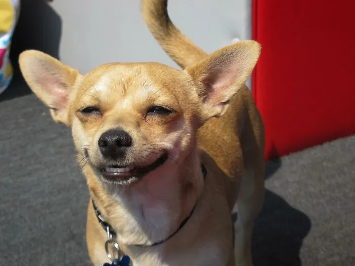 10 Conmovedores casos de perros rescatados que al final consiguieron confiar en sus humanos