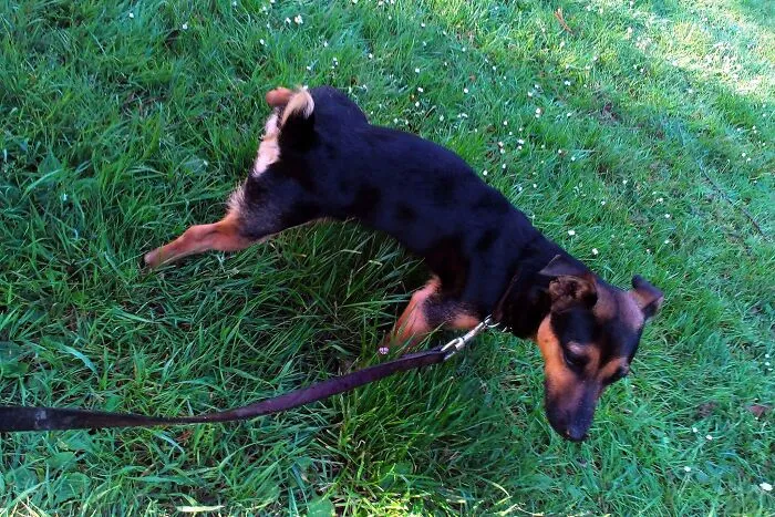 10 Conmovedores casos de perros rescatados que al final consiguieron confiar en sus humanos