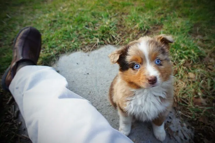 10 Conmovedores casos de perros rescatados que al final consiguieron confiar en sus humanos