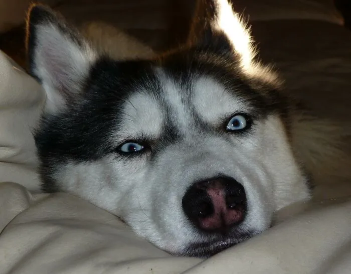 10 Conmovedores casos de perros rescatados que al final consiguieron confiar en sus humanos