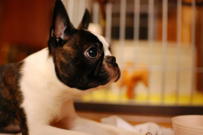 10 Conmovedores casos de perros rescatados que al final consiguieron confiar en sus humanos