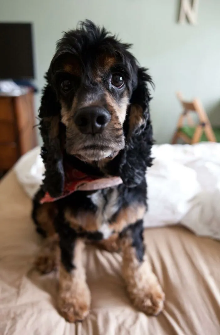 10 Conmovedores casos de perros rescatados que al final consiguieron confiar en sus humanos