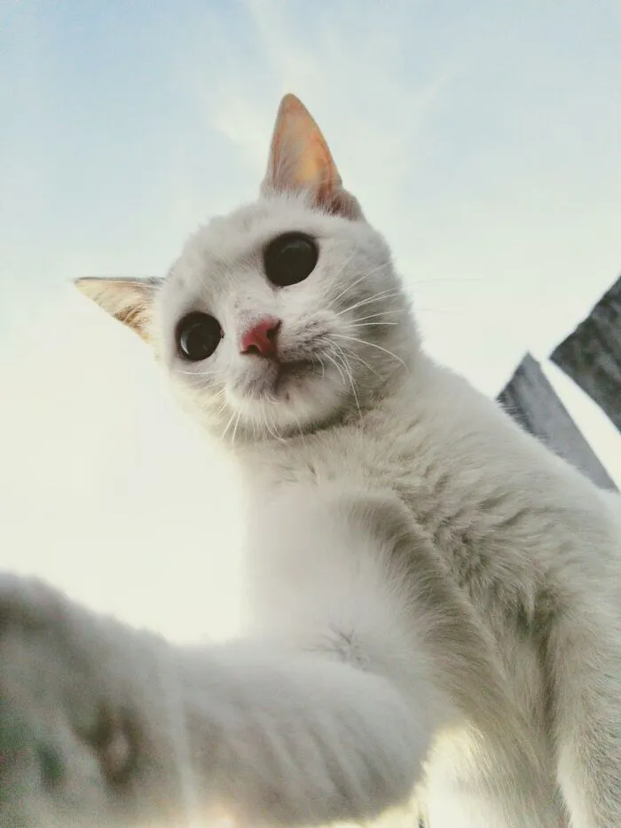 20 Datos sobre gatos que quizás nunca habías escuchado
