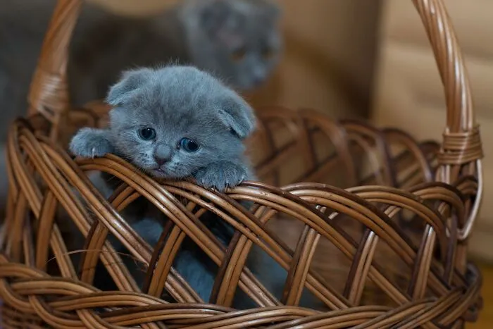 20 Datos sobre gatos que quizás nunca habías escuchado