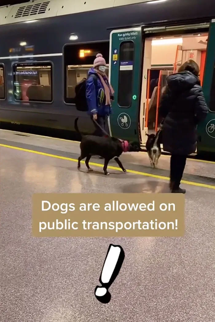 Dogs Are Allowed On Public Transport