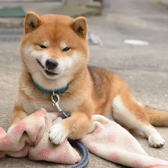 The Famous Ryuji Dog Became A Meme Coin