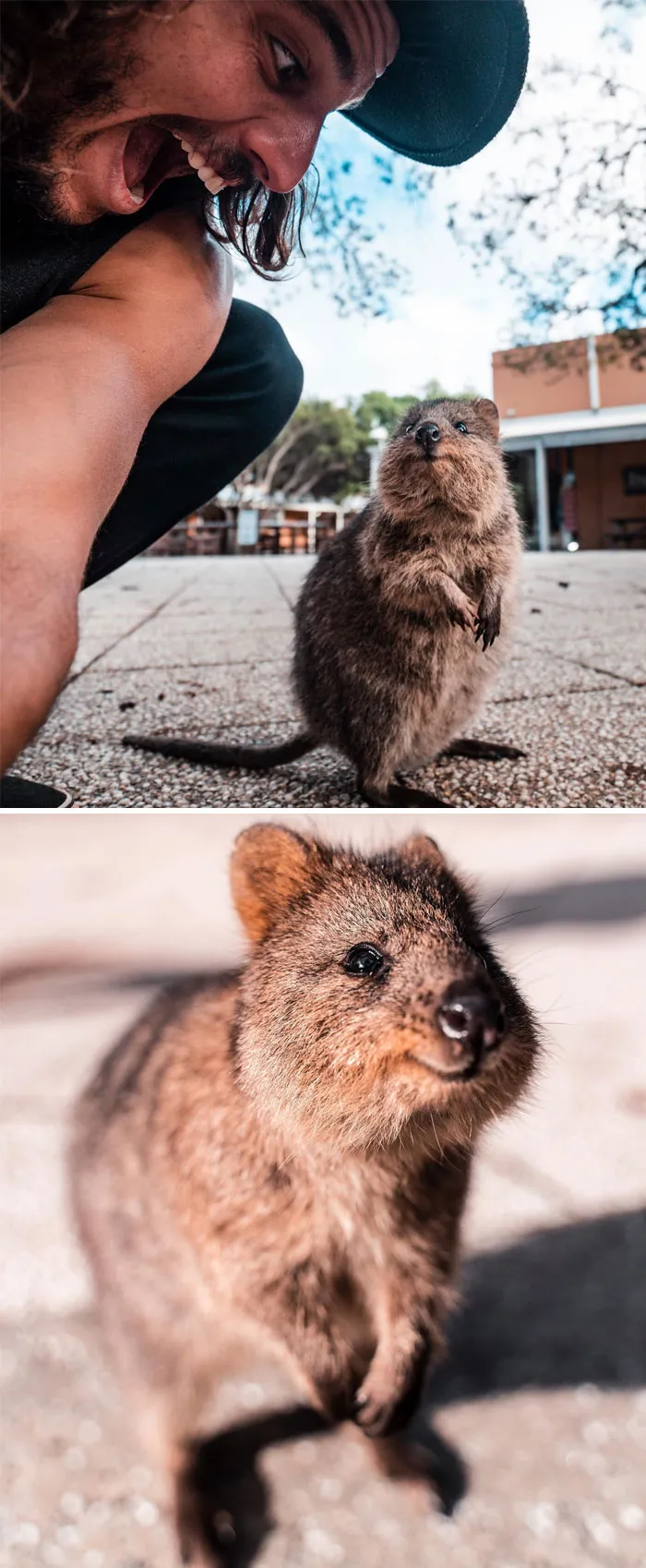 Meet My Little Friends, Quokkas