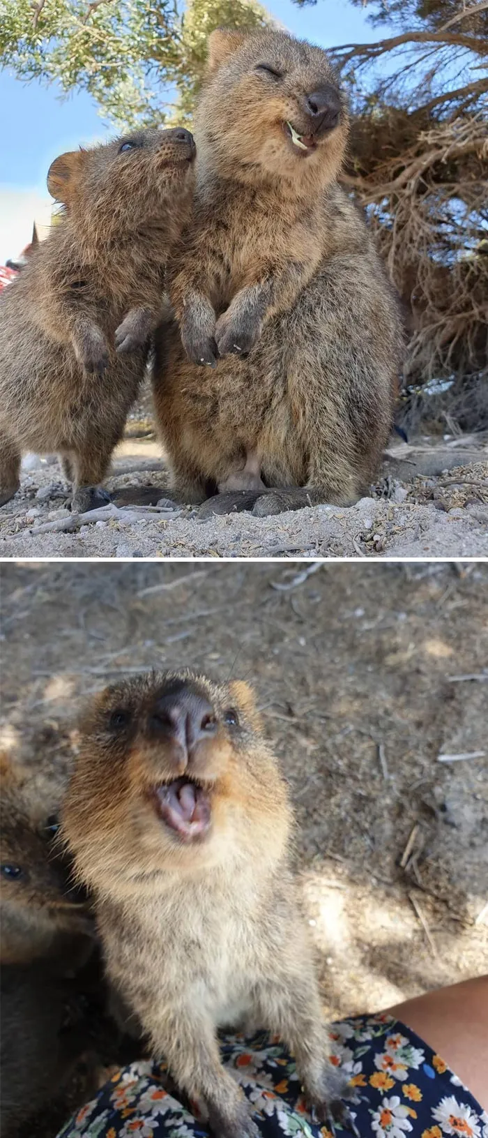 In All Their Cuteness And Beauty