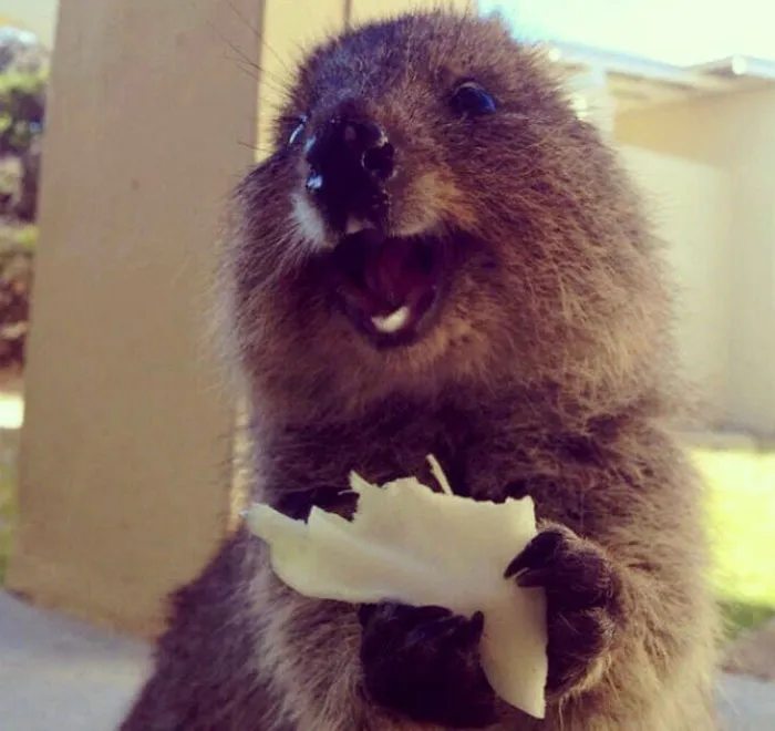 The Happiest Little Quokka