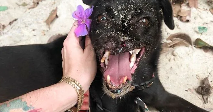 Meet Odin, The Dog Who Lost Part Of His Snout In An Accident And Still Found Kindness In His Owner Who Adopted Him After He Spent 3 Years In A Shelter