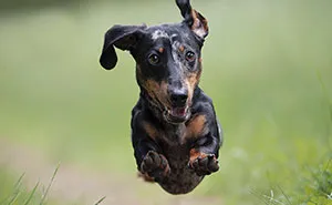 I Captured Dogs On The Run, And The Results Are The Most Adorable Faces Of Joy (30 Pics)