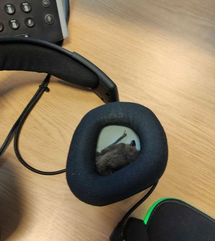 Started Work This Morning, Put My Headset On, Felt Something Furry In My Ear, Looked And There Is A Bat In My Headset