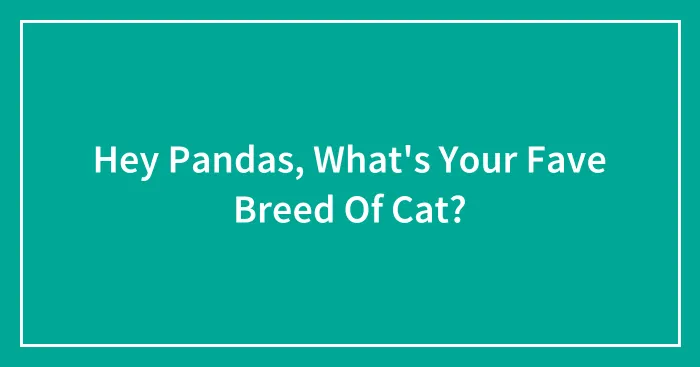 Hey Pandas, What's Your Fave Breed Of Cat?