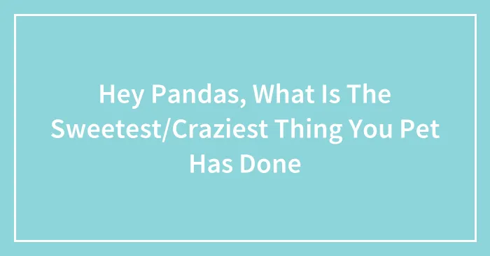 Hey Pandas, What Is The Sweetest/Craziest Thing You Pet Has Done