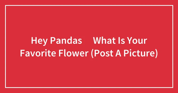 Hey Pandas 🐼 What Is Your Favorite Flower (Post A Picture)