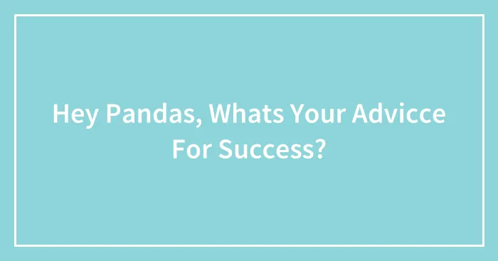 Hey Pandas, Whats Your Advicce For Success?