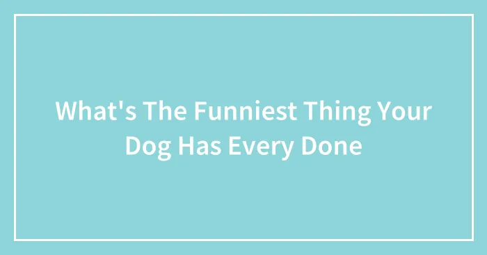 What's The Funniest Thing Your Dog Has Every Done