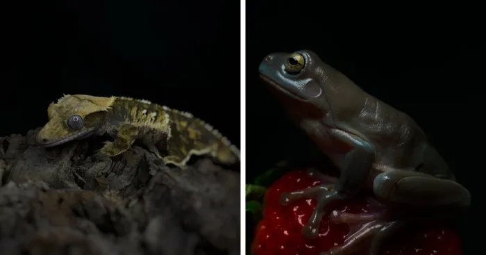 Here Are Some Of The Photos I Have Taken Of My Frog And Gecko