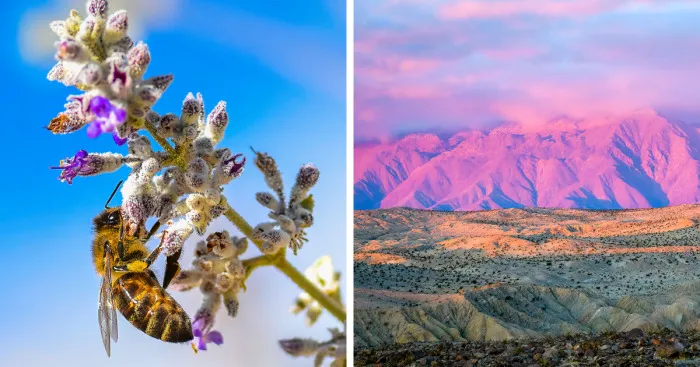 The Beauty Of Anza Borrego Desert State Park In Southern California (16 Pics)