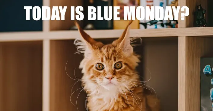 7 Tips From My Cat Thor To Feel Better On Monday