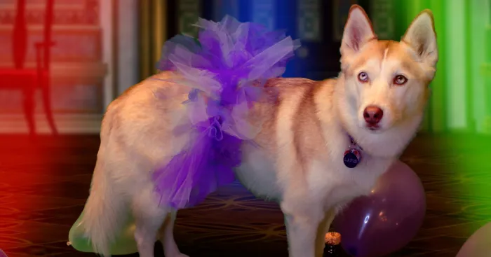 I Photoshop My Dog Into Goofy Scenes For My 2022 Calendar