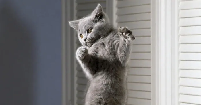 Hey Pandas, Photoshop This Cat Into Funny Scenarios (Closed)