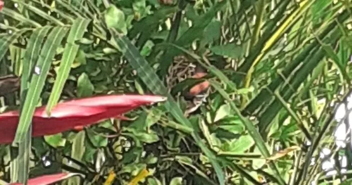 Hey Pandas, Post Bird Pictures That You Took (Closed)