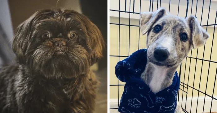 Hey Pandas, Offer Your Dog A Treat And Take A Picture Of Their Reaction (Closed)