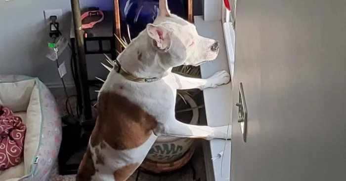 Hey Pandas, Share A Picture Of Your Pets Looking Like Humans (Closed)